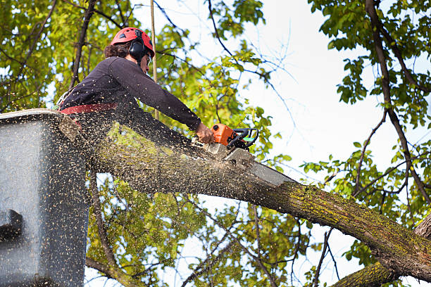 Lawn Watering Services in Fairhope, AL